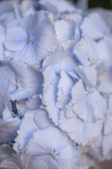 Macro photo of hydrangea flower. Details of blue petals. Beautiful colorful blue texture of flowers for designers. Hydrangea macrophylla.