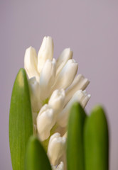 Macro beautiful white grape hyacinth (Muscari botryoides). White spring hyacinth closeup on a blurry background.