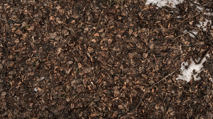 Dry autumn leaves on the ground are brown in color, texture, background.