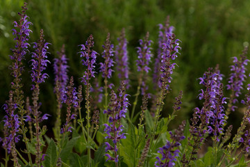 Beautiful blue Mealy Cup Sage blooms in a garded of green