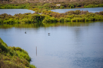 Summer days in the Mediterranean Sea