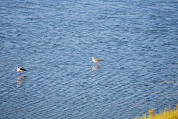 Birds on the mediterranean coast