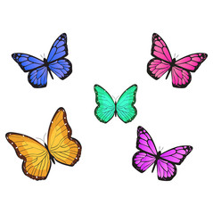 Fototapeta na wymiar butterfly vector illustration 