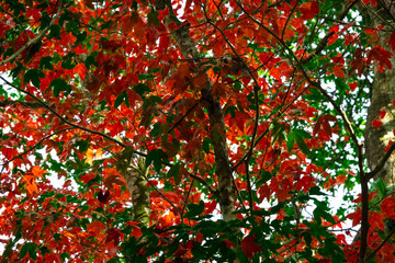 Beautiful red and green maple leaves pattern texture on the tree