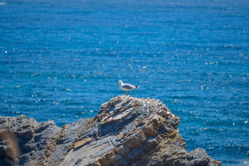 Fototapeta na wymiar Birds on the mediterranean coast