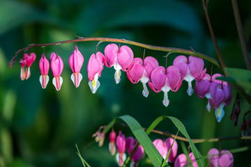 A close up of flowers on a bleeding heart plant, with a shallow depth of field