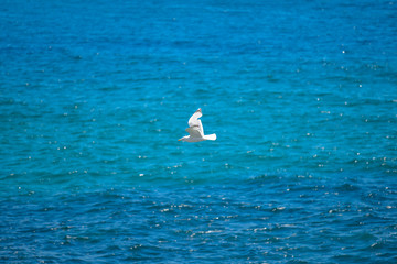 Birds on the mediterranean coast