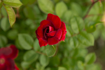 Beautiful deep red rose in full bloom