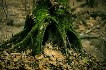 beautiful roots of old trees in the forest close up