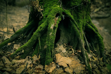 beautiful roots of old trees in the forest close up