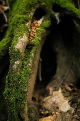beautiful roots of old trees in the forest close up