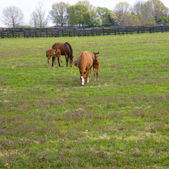 Mare with her foal on pastures of horse farm.  Spring country landscape.