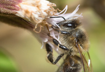 bee on a flower