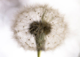 dandelion seed head