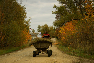 a village horse drawn hay cart rides along the road through fields and woods