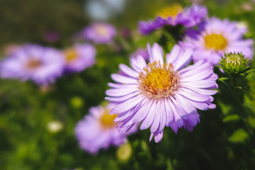 Obraz premium Purple flower yellow middle macro shot; garden blurred background