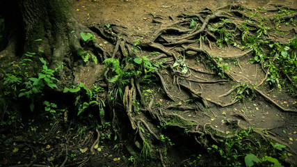 beautiful roots of old trees in the forest close up