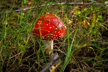 beautiful red fly agaric close up on the background of green grass in the forest