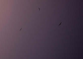 Frigate birds flying next to Venus