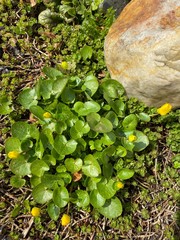 Первые весенние цветы в саду