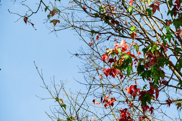 Red and green maple leaves on the tree in autumn with blue sky background