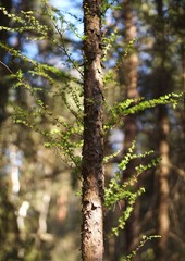 Baum-Portrait im Willinger Filz