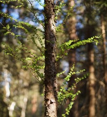 Eine der Schönheiten im Willinger Filz