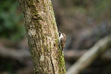 Short-toed treecreeper perched on a log.