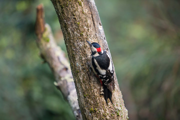 Woodpecker perched on a log in search of food.