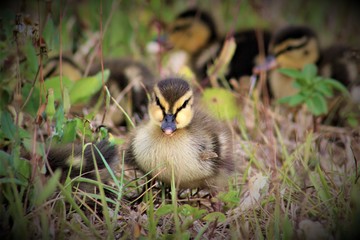 Ducklings