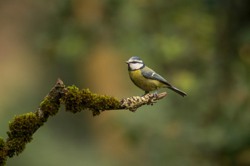Obraz premium Blue tit perched on a branch.