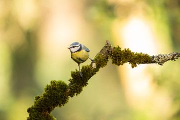 Blue tit perched on a branched.