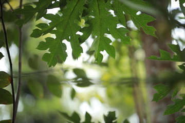 Fototapeta na wymiar Papaya leaves, Young papaya, Green leaves background