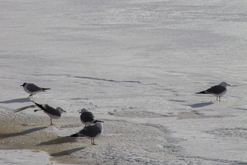 gulls during an ice drift on an ice floe