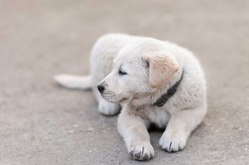 White dog baby playing in the courtyard	