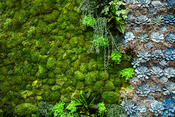 Succulent background on a living wall