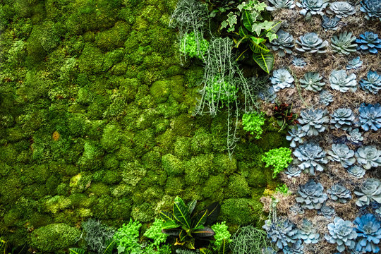 Succulent background on a living wall
