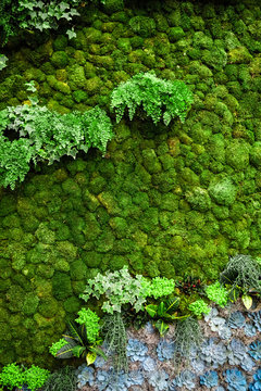 Succulent background on a living wall