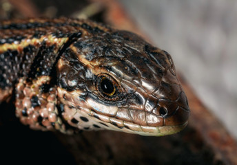 Wild brown lizard. Brown lizard close-up in the wild. Scales of a lizard close-up.