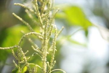 Thorny Amaranthus (Amaranthus spinosus, spiny amaranth, spiny pigweed, prickly amaranth, thorny amaranth) with natural background