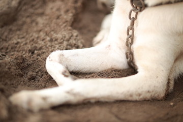 Resting dog's paw close up.