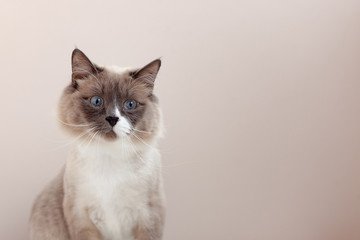 Siberian cats, white neva masquerade. Trimmed cat on a light background