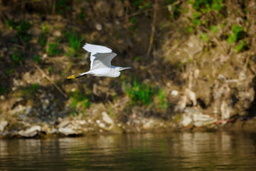 Flying low, straight and level over the river