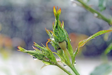Kleine Rosenknospen mit Regentropfen