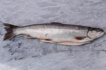 Close up view of raw trout fish on gray background. Healthy food concept.