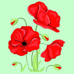 Beautiful red blossom poppy vector illustration