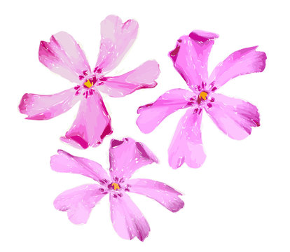 Illustration of beautiful gentle pink spatial flowers isolated on white background. Single phlox subulata flowers suitable for unique arrangement. Vector.
