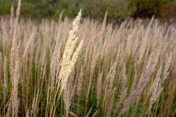 Dry autumn grass on a meadow. Autumn landscape. The middle lane of Russia
