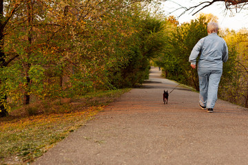 A woman in a blue tracksuit walks a small Chihuahua dog. The view from the back