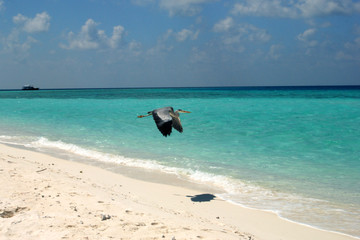 Airone sul mare delle Maldive